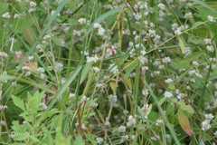 Alternanthera ficoidea